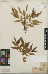 Foto von Salix fragilis L.
